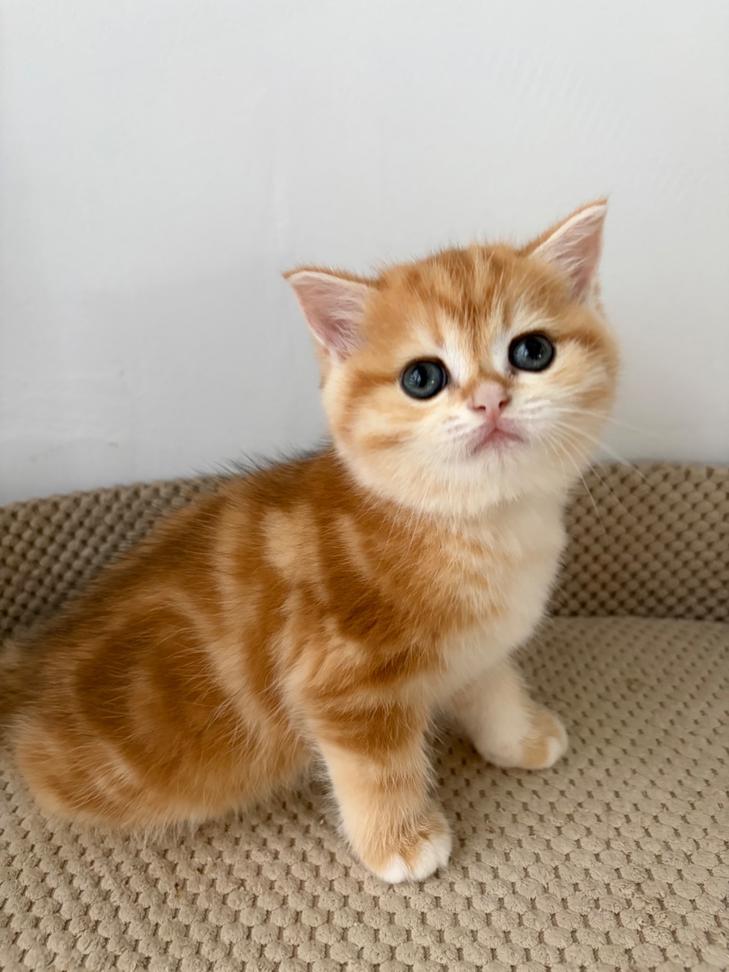 Кошенята скоттіш фолд та страйт