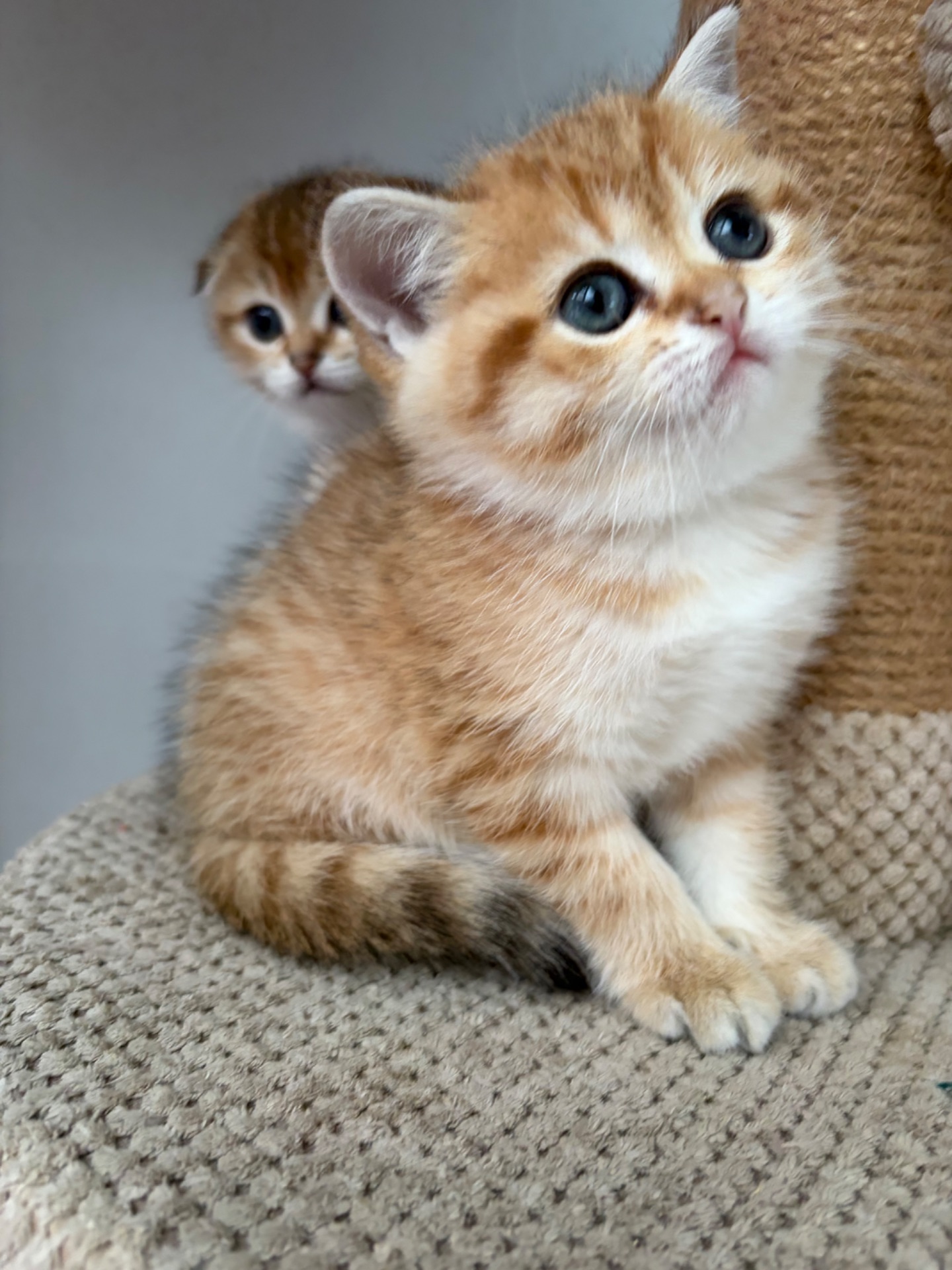 Кошенята скоттіш фолд та страйт