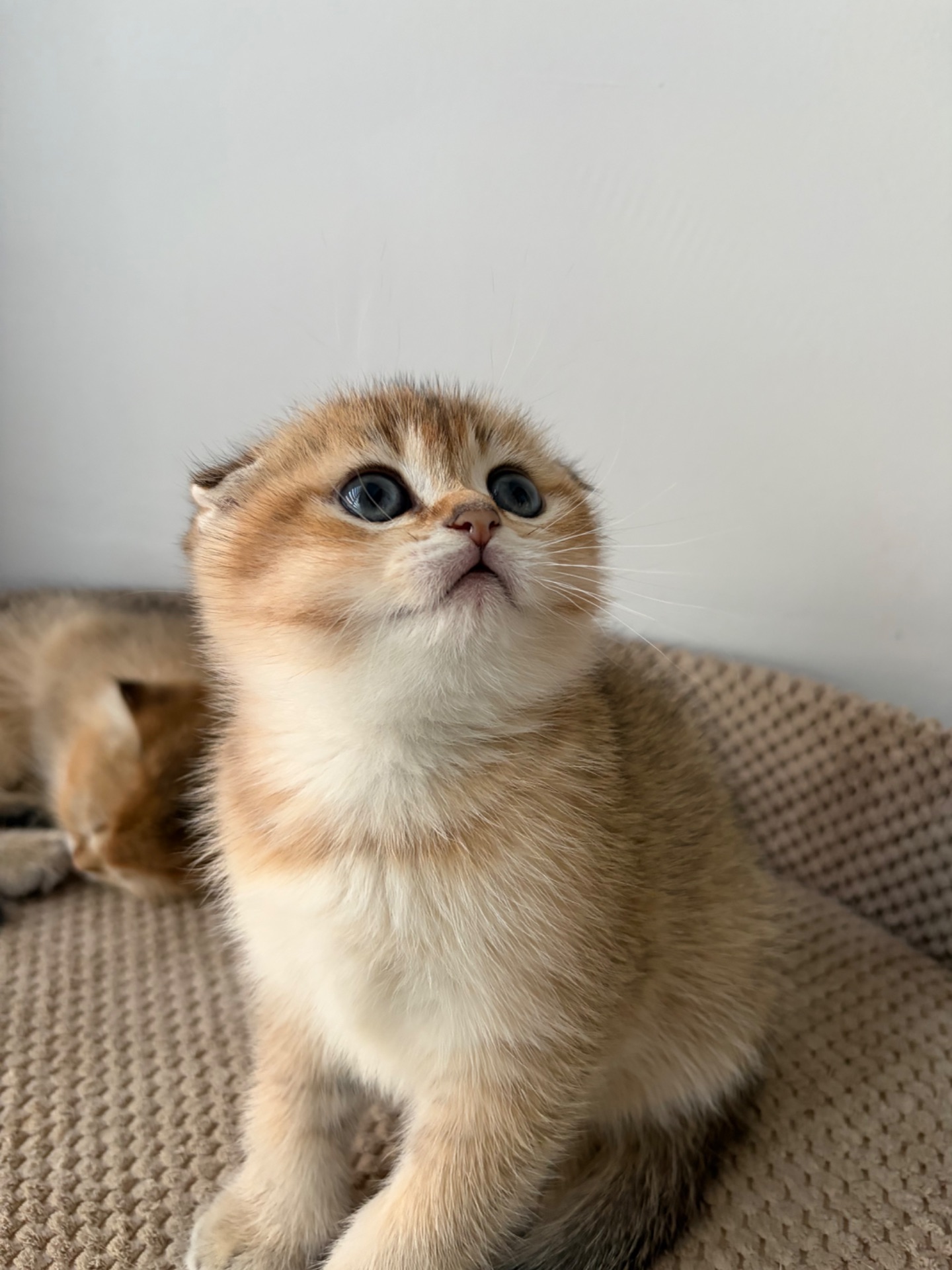 Кошенята скоттіш фолд та страйт