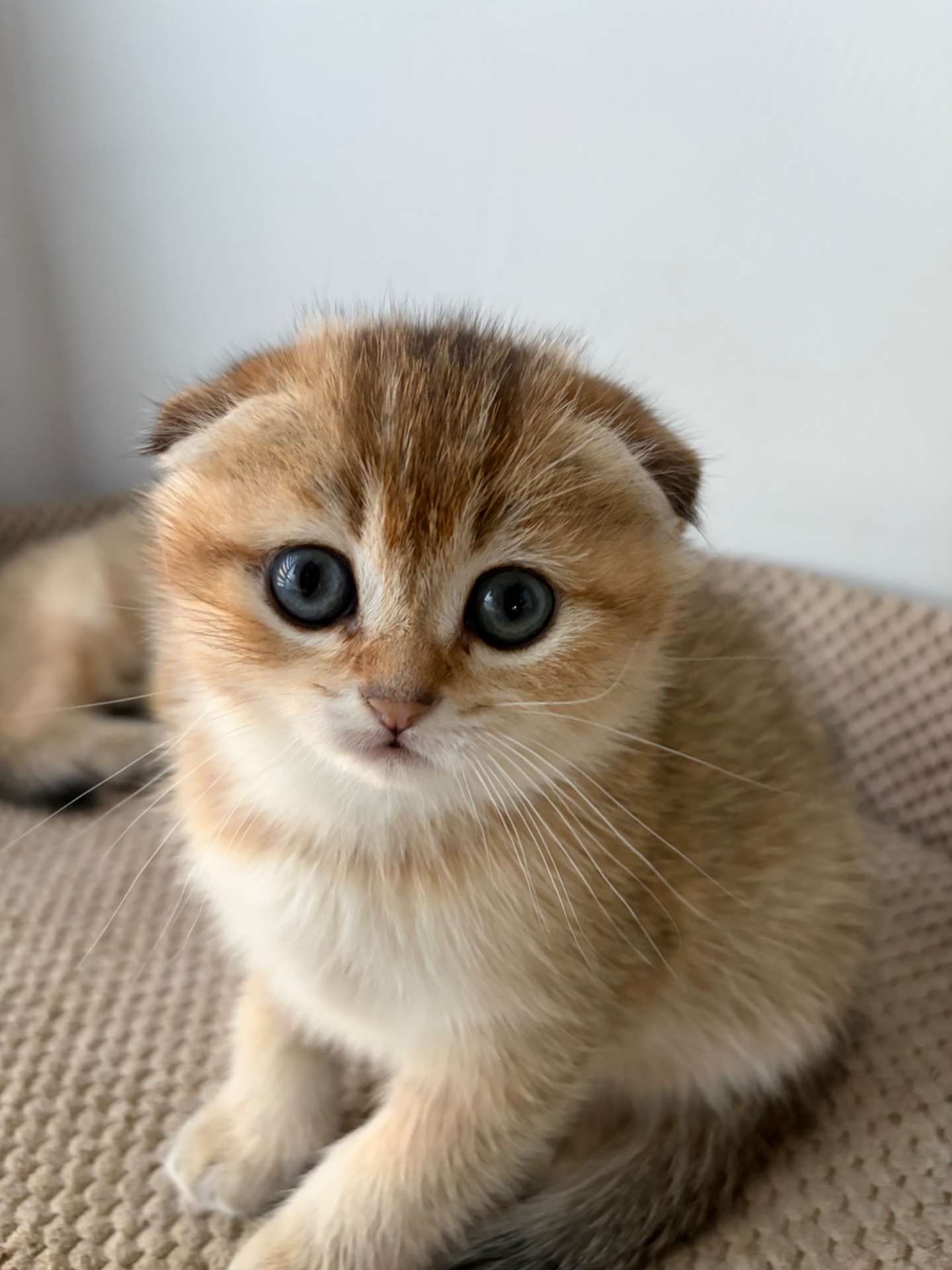 Кошенята скоттіш фолд та страйт