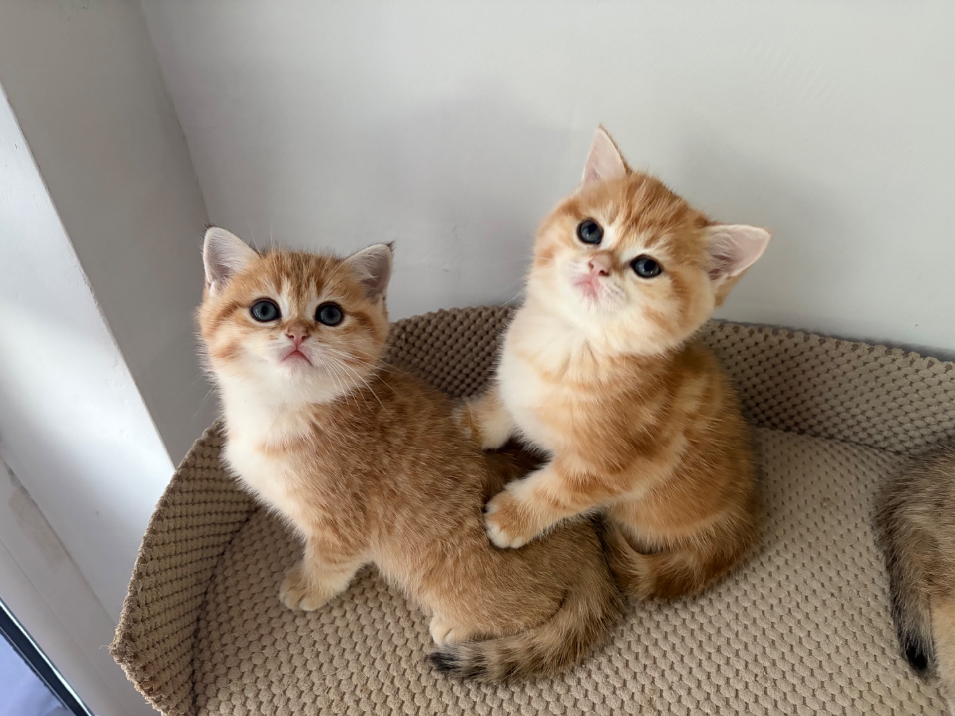 Кошенята скоттіш фолд та страйт