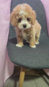 Цуценята мальтіпу Ф1