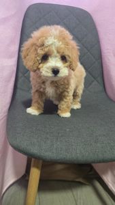 Цуценята мальтіпу Ф1