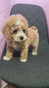 Цуценята мальтіпу Ф1