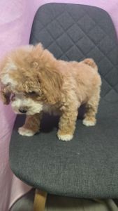 Цуценята мальтіпу Ф1