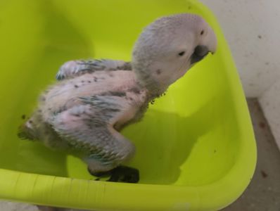 Ара красно- синий