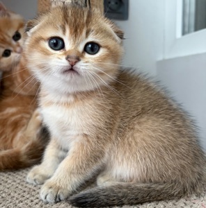 Кошенята скоттіш фолд та страйт