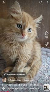 Буде Крупним Пухнасте Сонячно-Золотаве кошеня півтора місяці