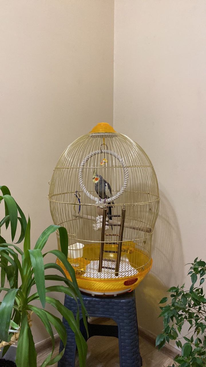 Отдам попугая корелла с клеткой