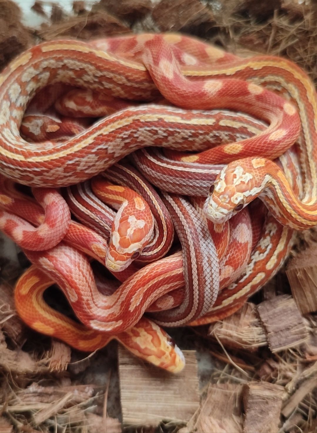 Маисовые полозы