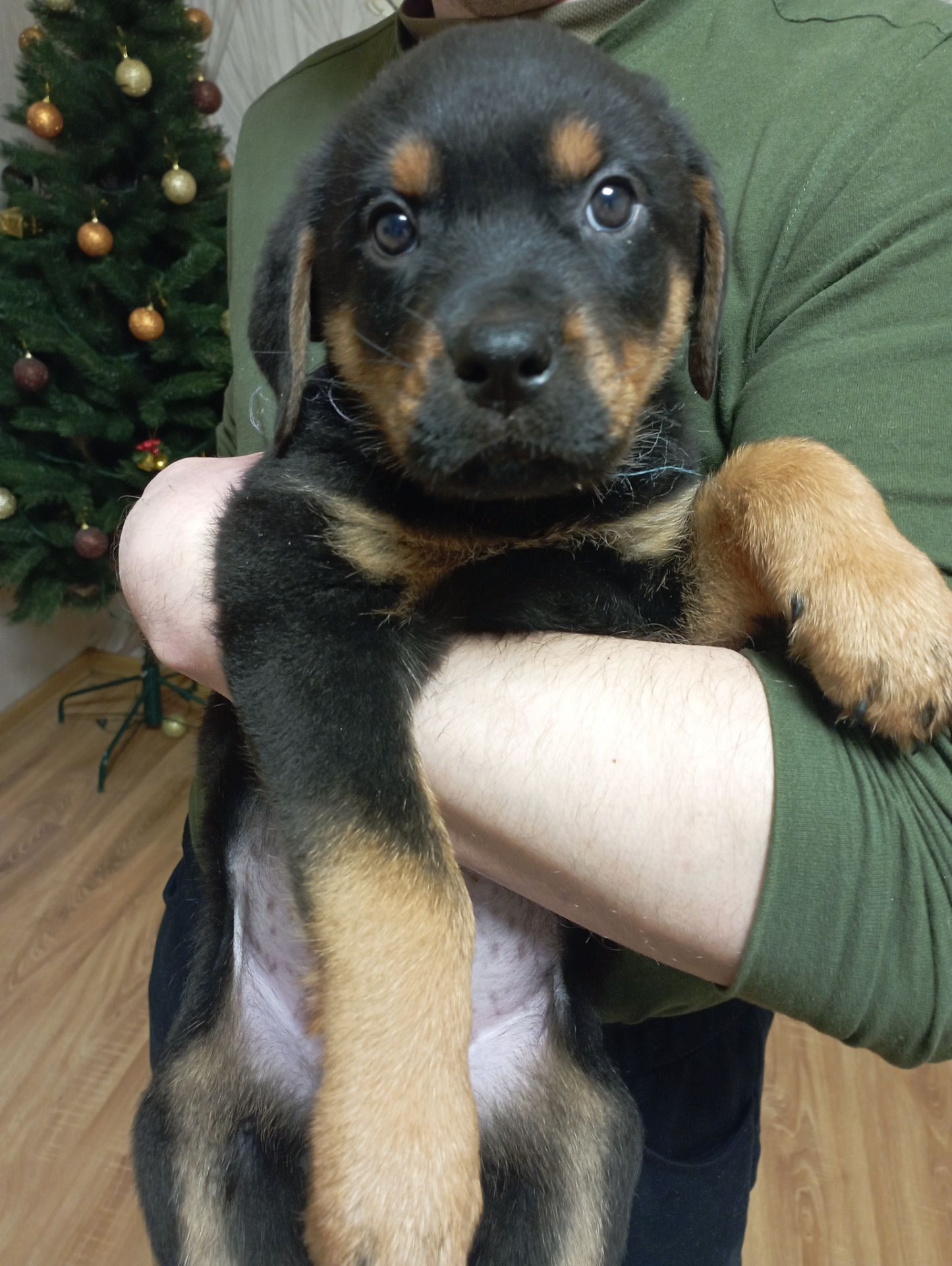 Продаються цуценята ротвейлера