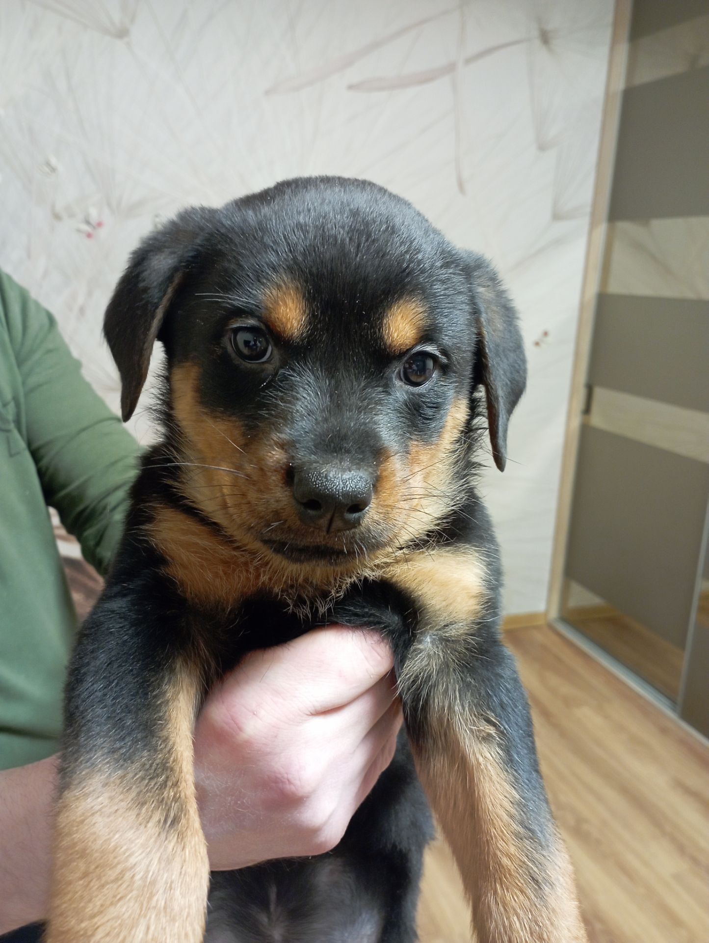 Продаються цуценята ротвейлера