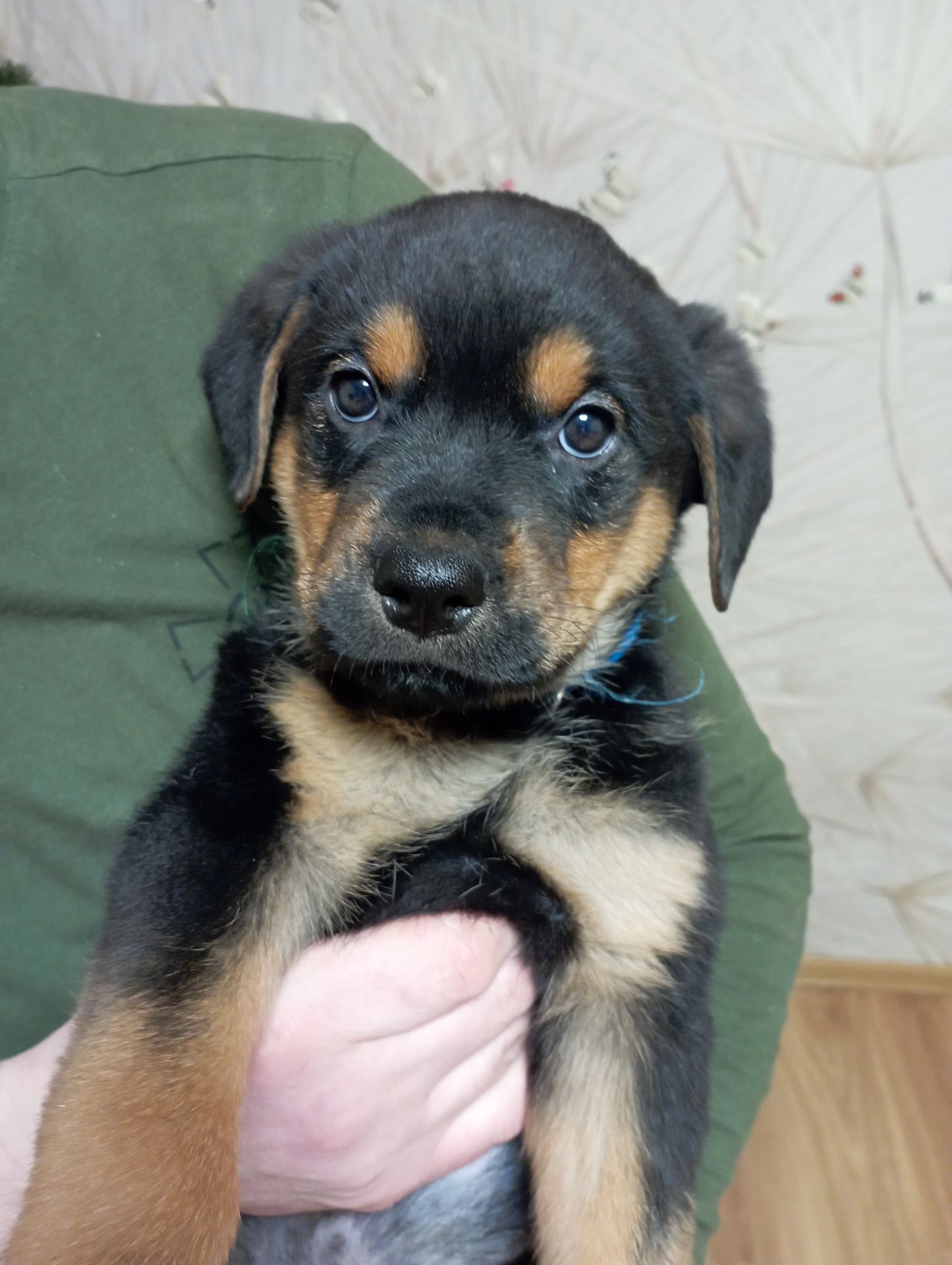 Продаються цуценята ротвейлера