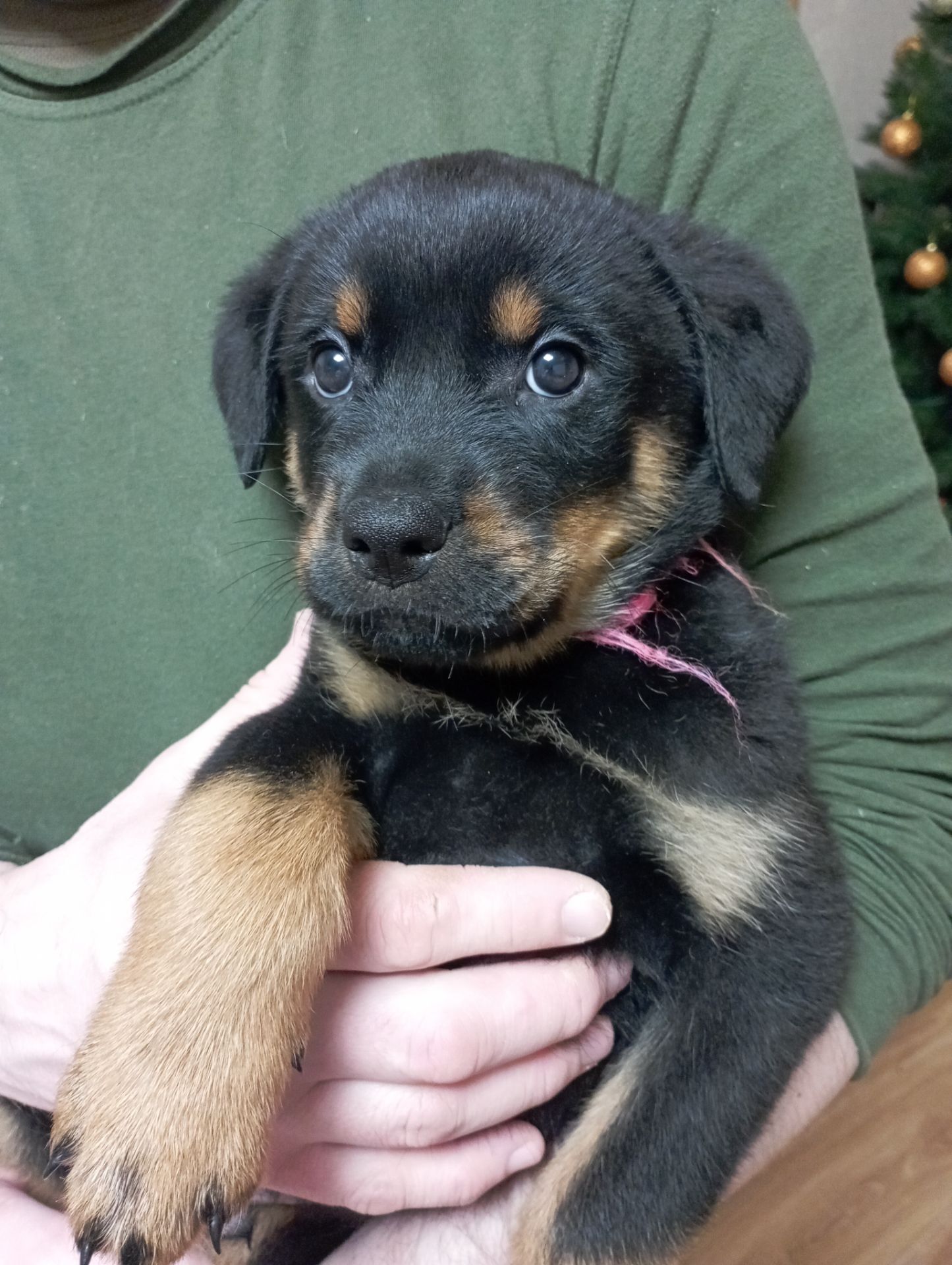 Продаються цуценята ротвейлера