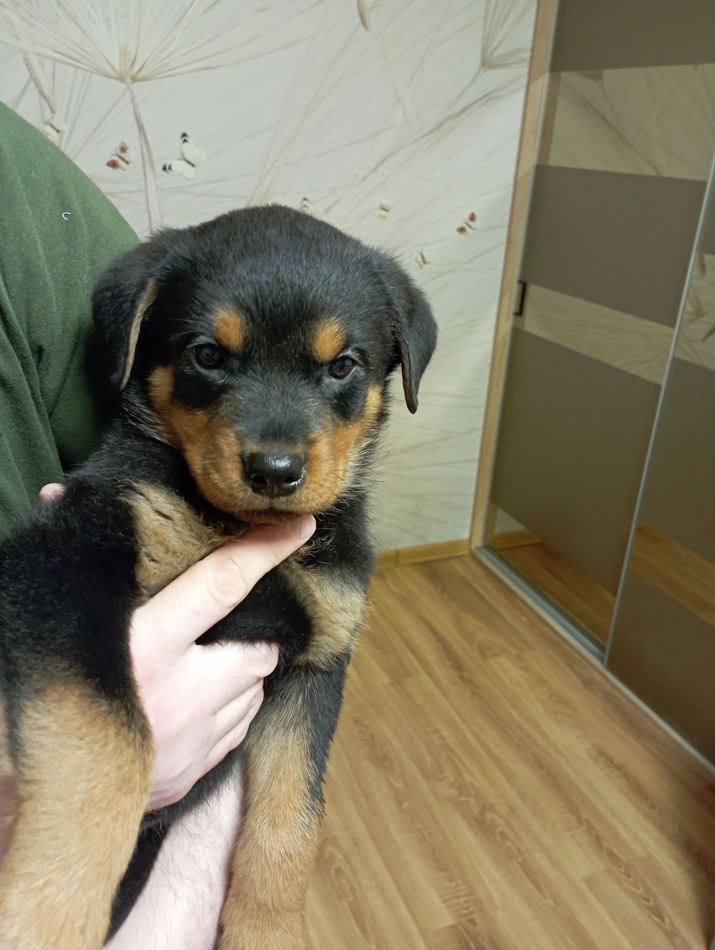 Продаються цуценята ротвейлера