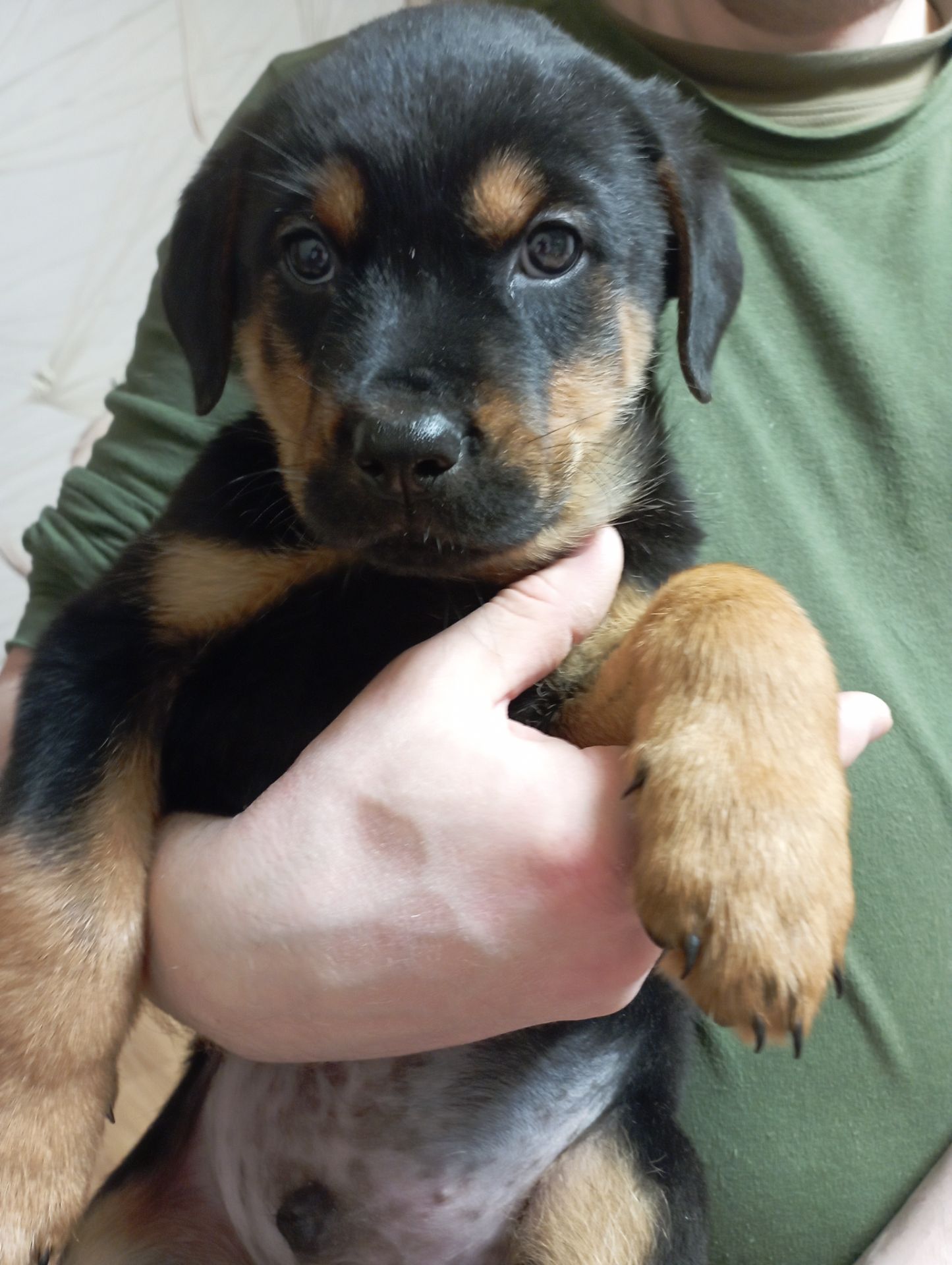 Продаються цуценята ротвейлера