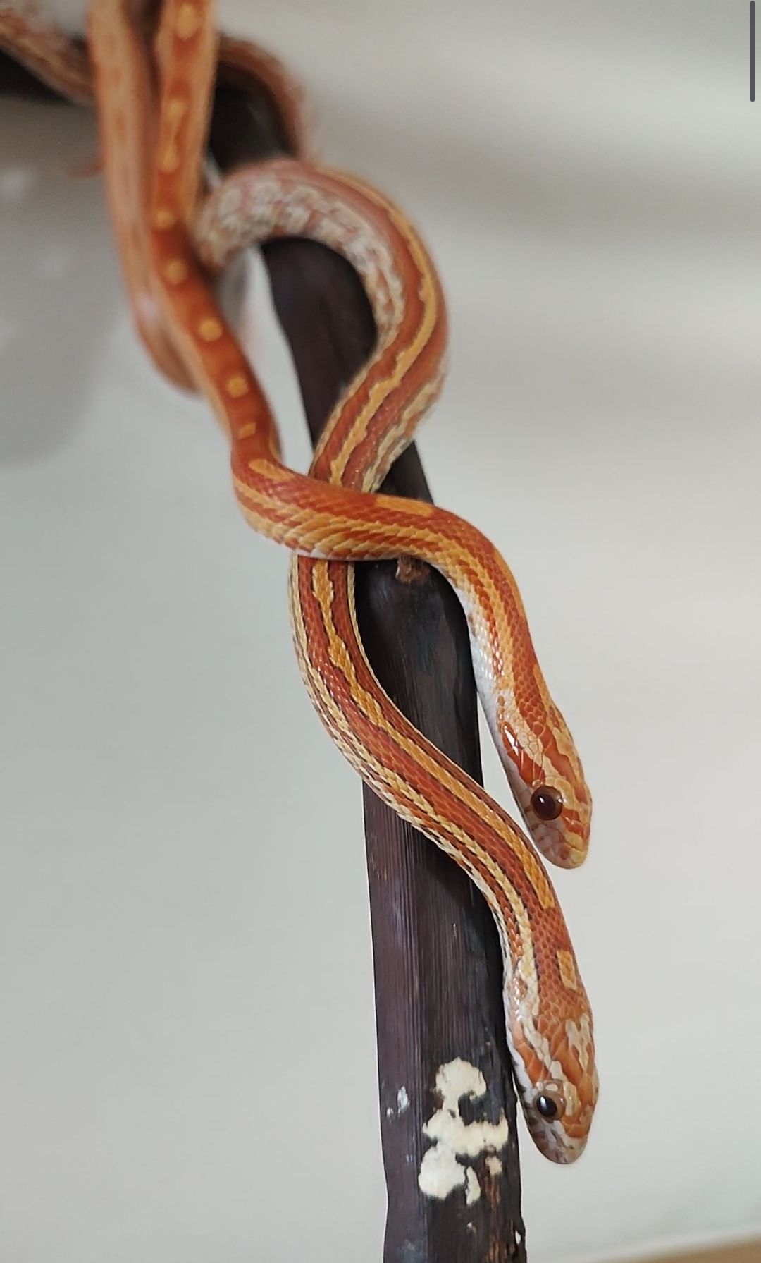 Маисовые полозы