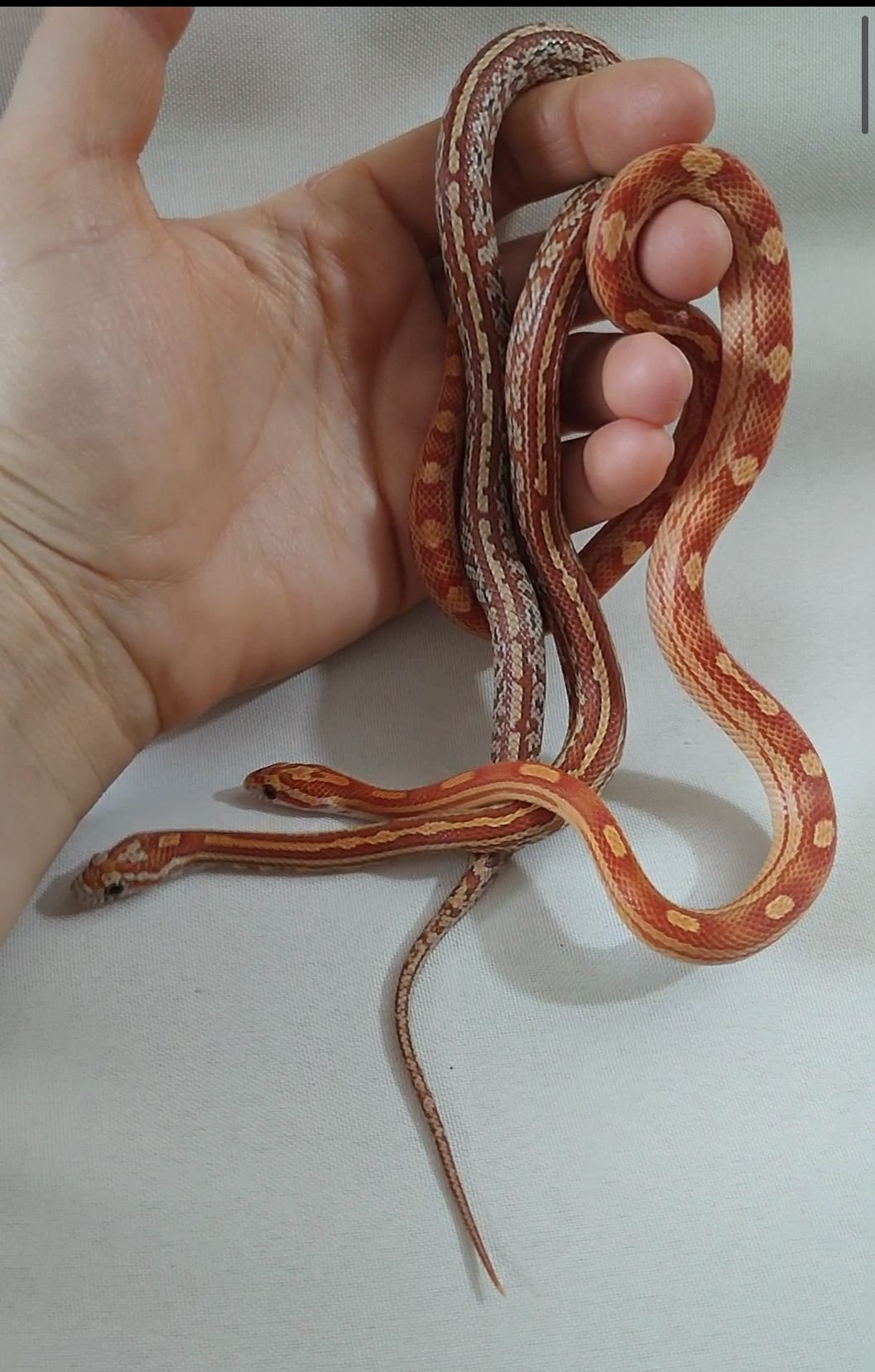 Маисовые полозы