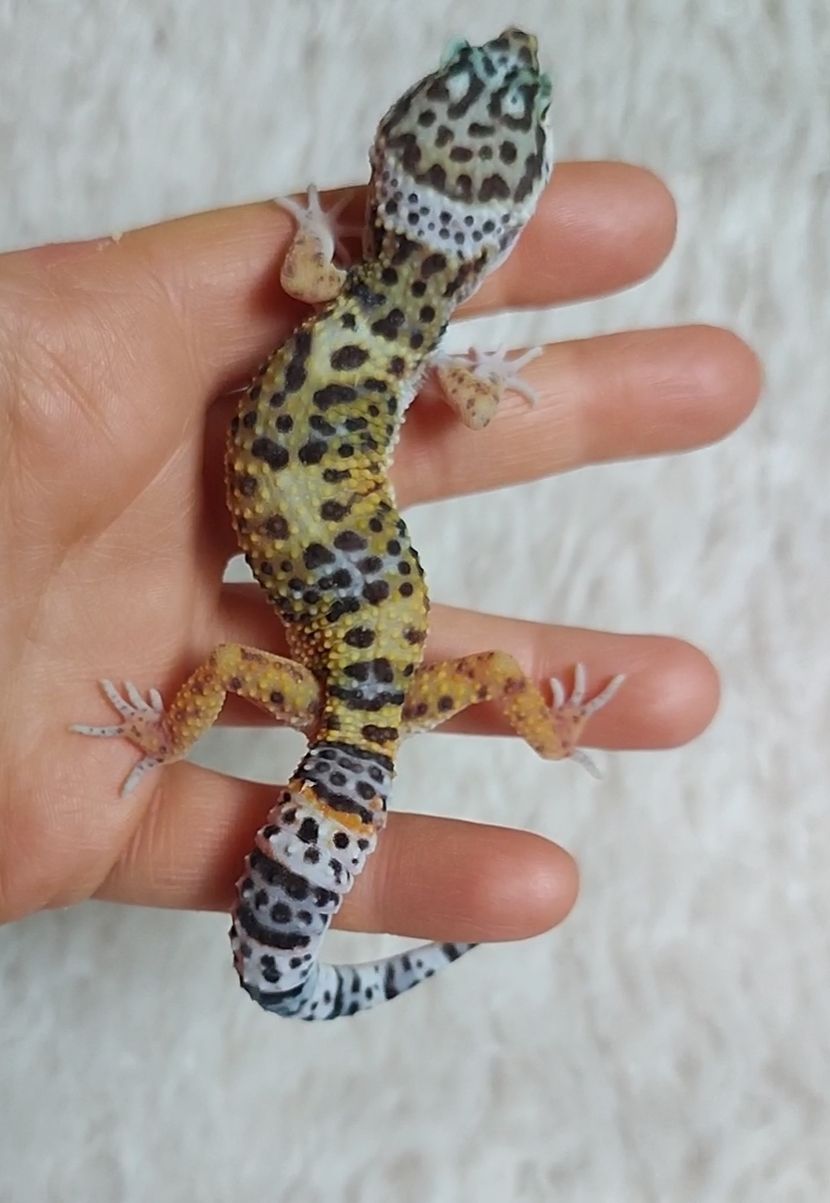 Эублефары 4-5 месяцев