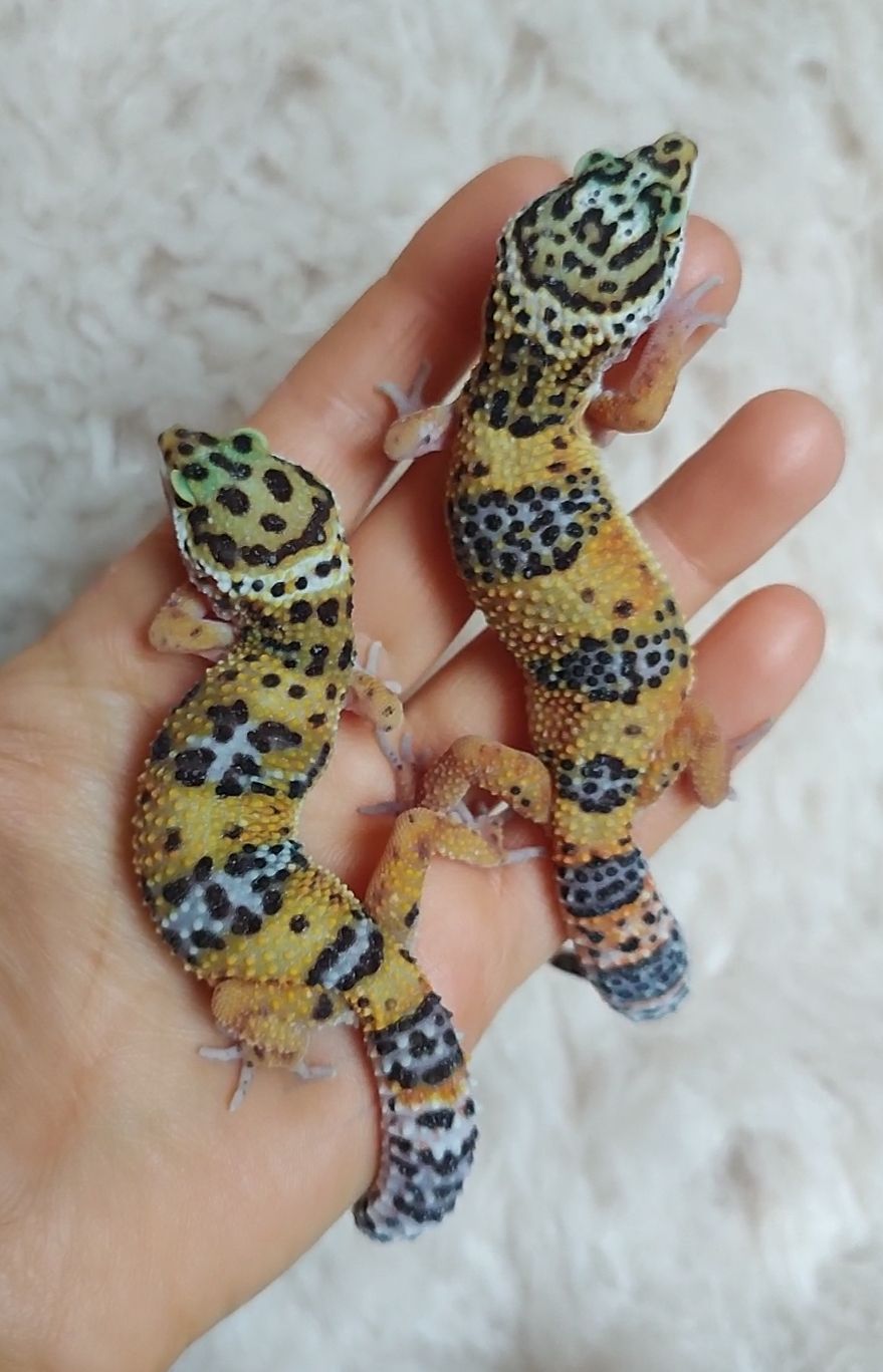 Эублефары 4-5 месяцев