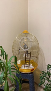 Отдам попугая корелла с клеткой