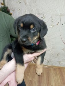 Продаються цуценята ротвейлера