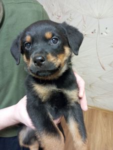 Продаються цуценята ротвейлера