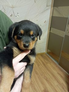 Щенята ротвейлера