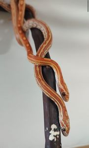 Маисовые полозы