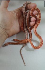 Маисовые полозы