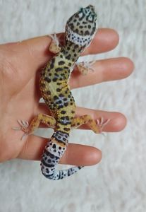 Эублефары 4-5 месяцев