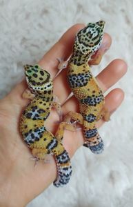 Эублефары 4-5 месяцев