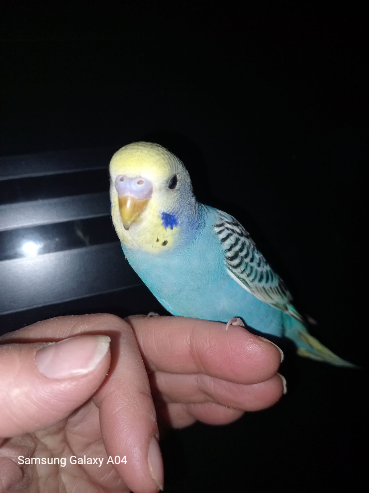 Хвилястий папуга