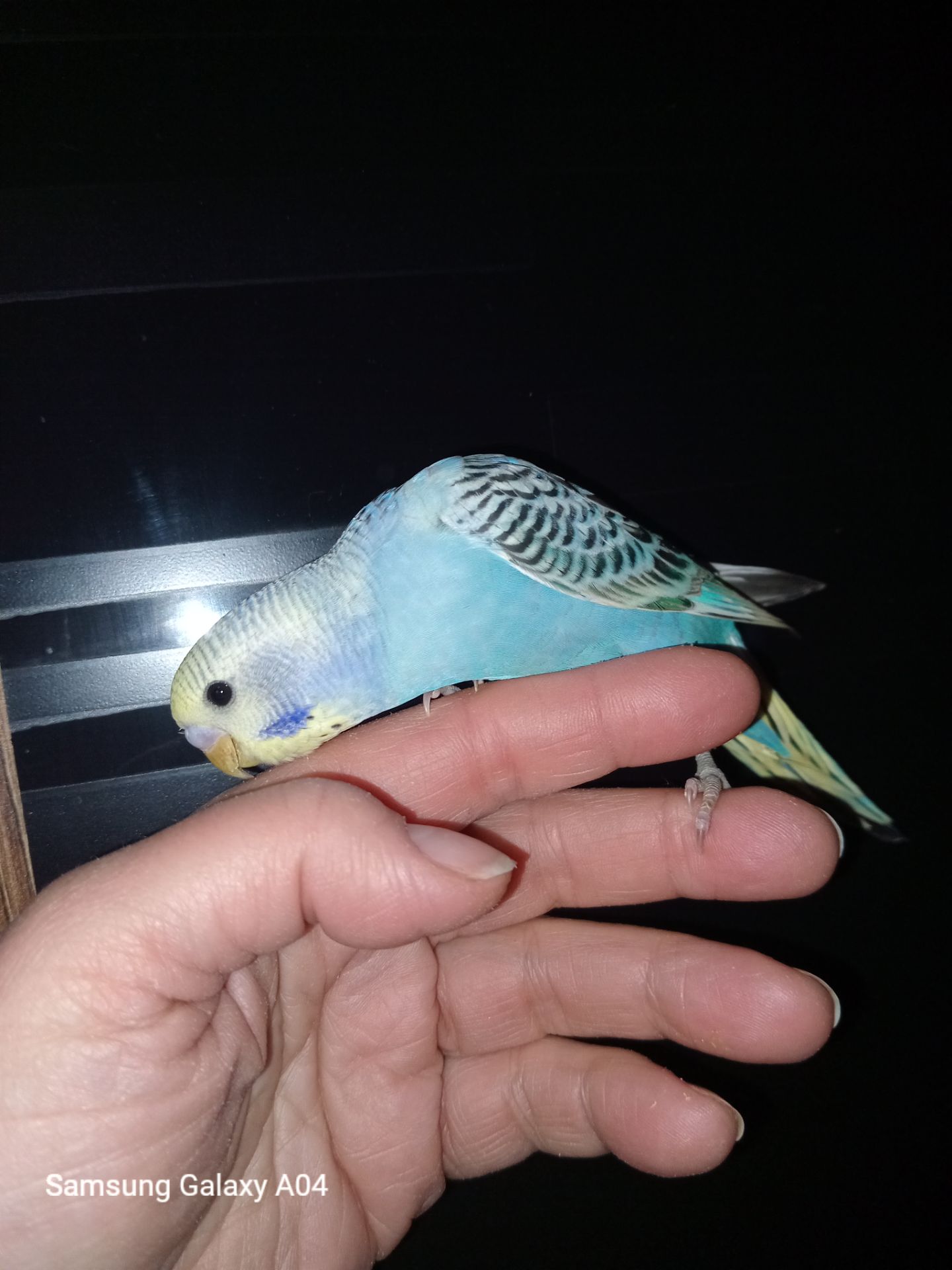 Хвилястий папуга