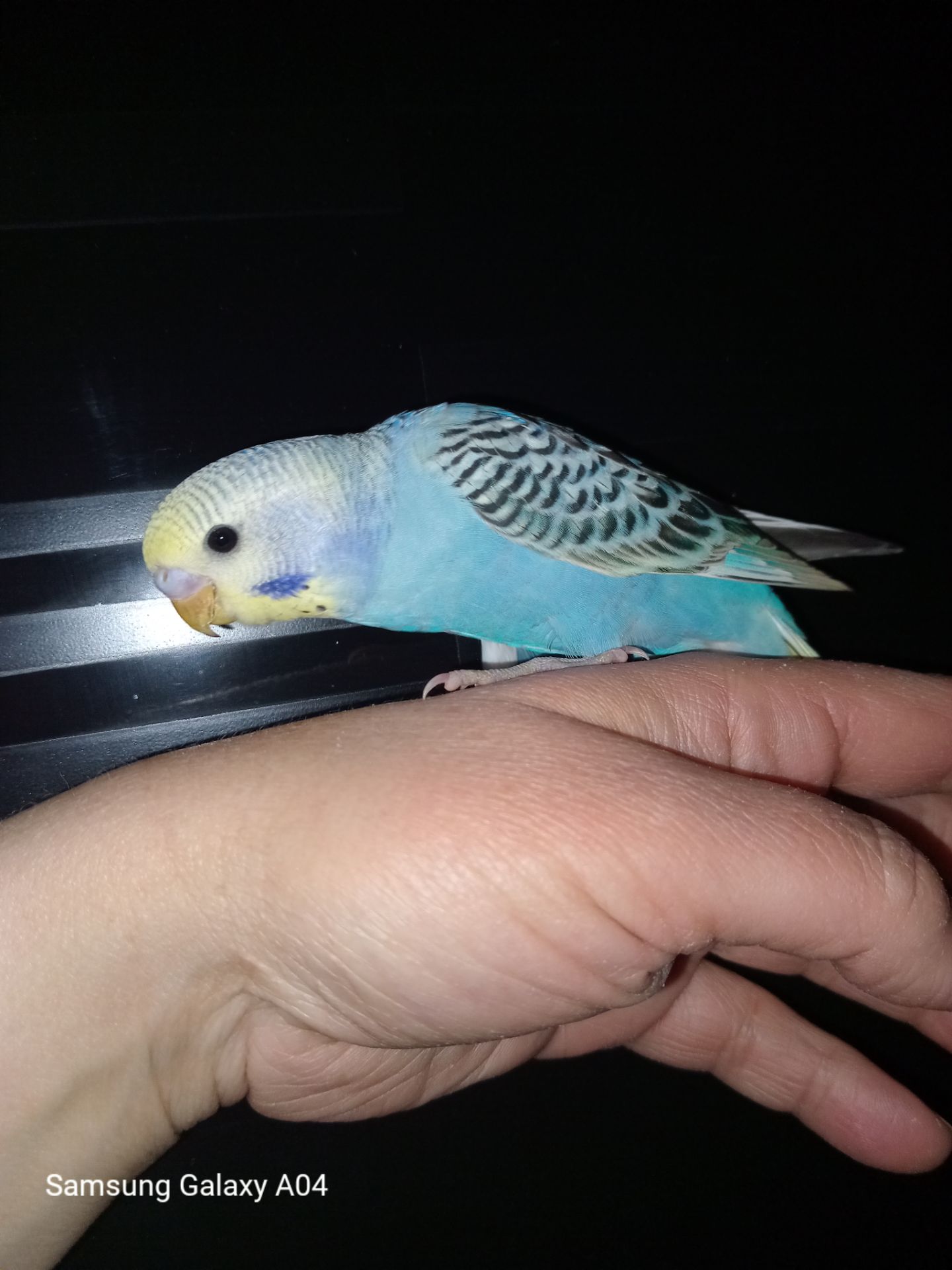 Хвилястий папуга