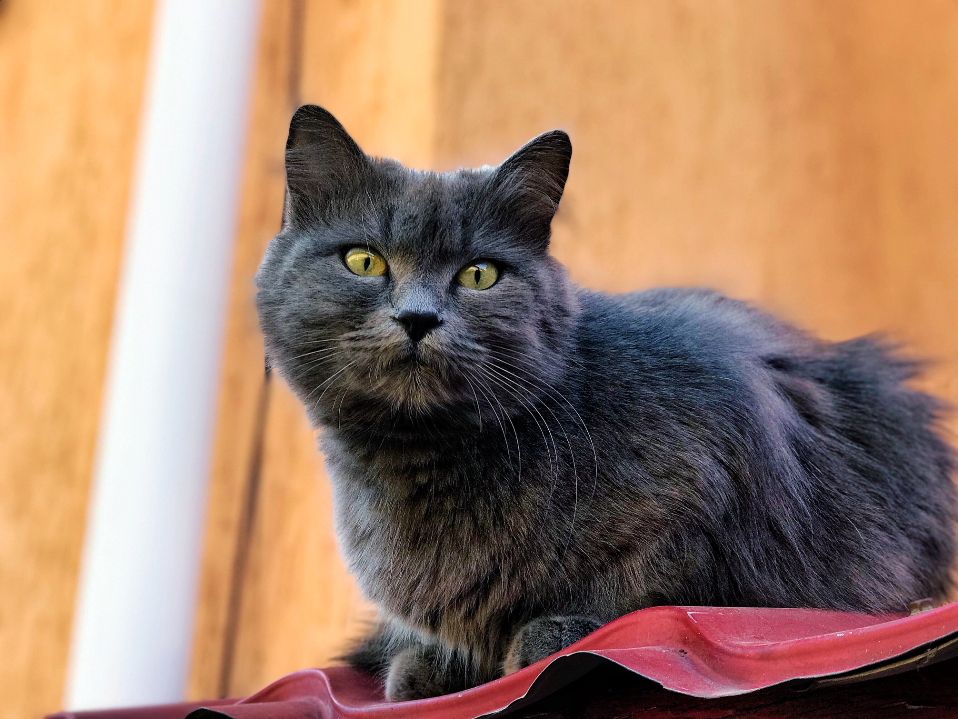 Кошенята метис від мами шартрез та батька домашнього короткошерстого