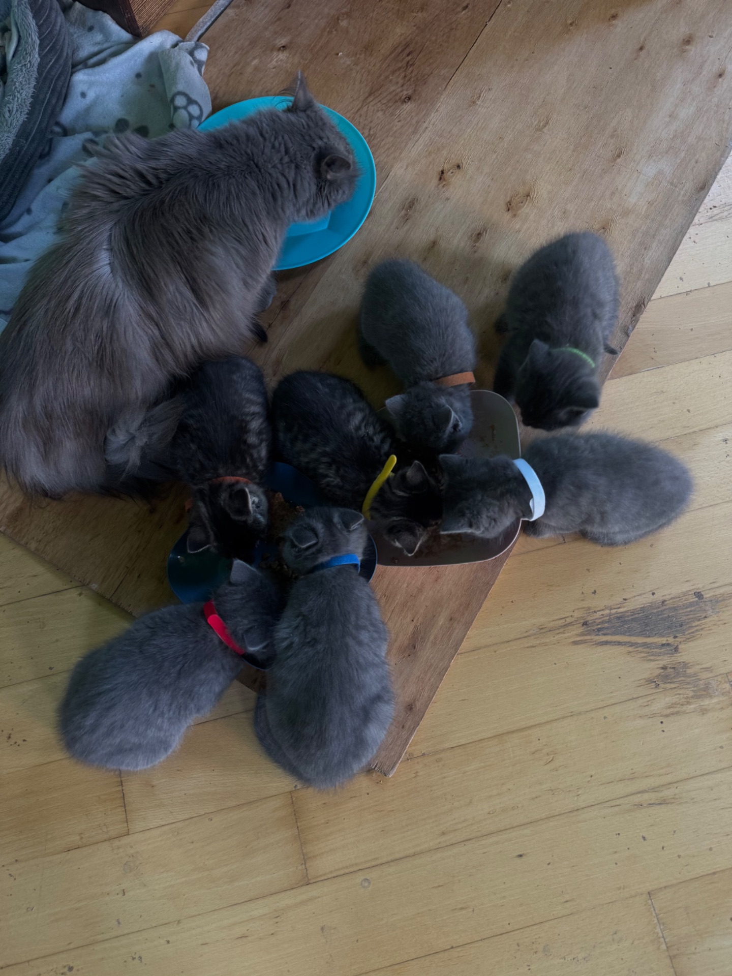 Кошенята метис від мами шартрез та батька домашнього короткошерстого