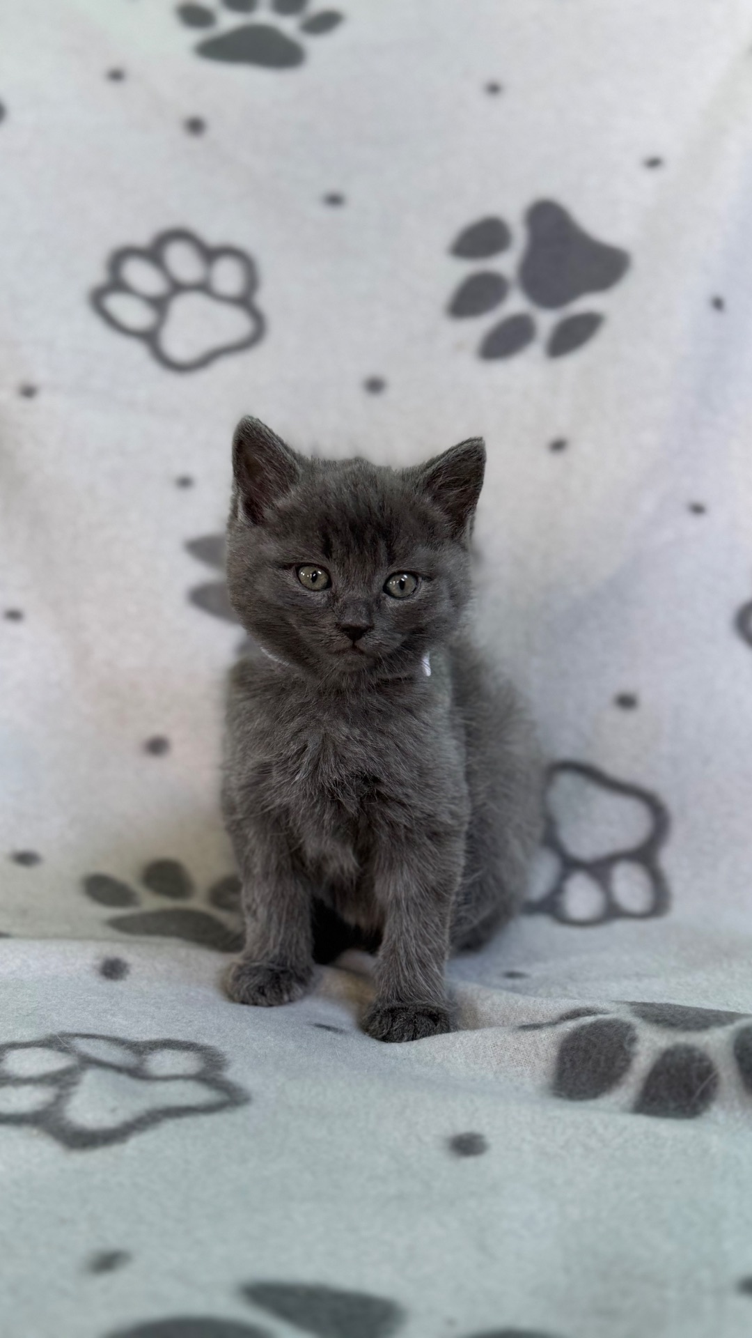 Кошенята метис від мами шартрез та батька домашнього короткошерстого