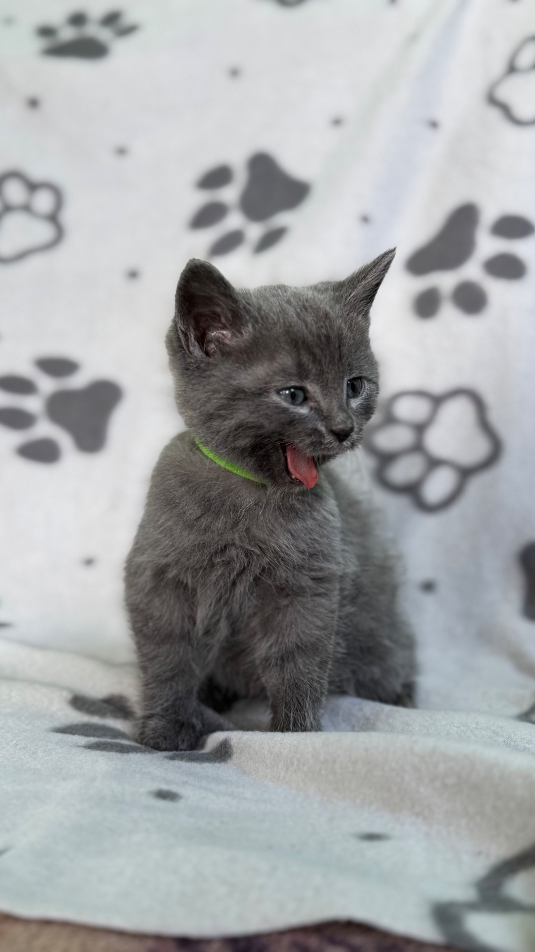 Кошенята метис від мами шартрез та батька домашнього короткошерстого