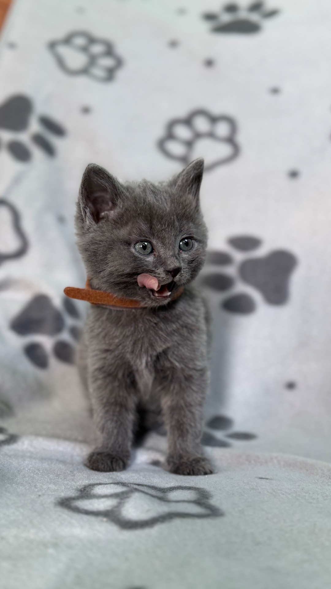 Кошенята метис від мами шартрез та батька домашнього короткошерстого