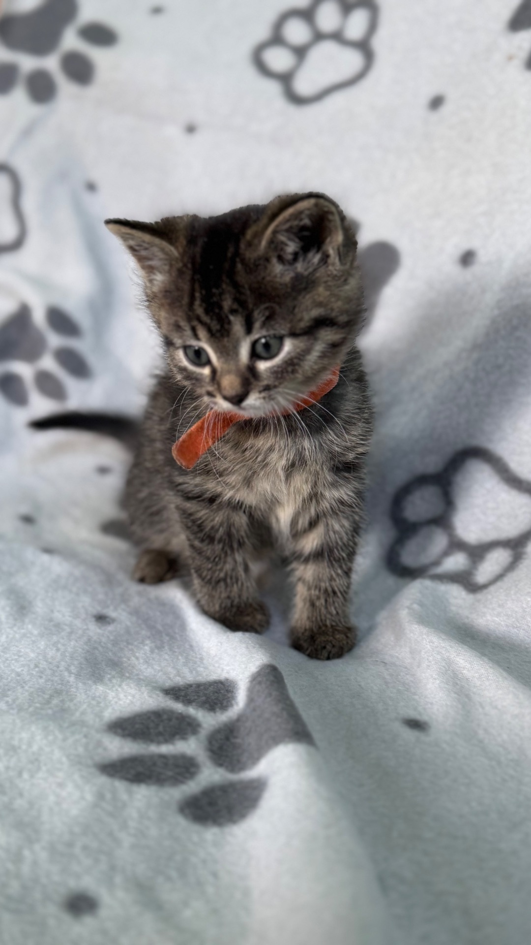 Кошенята метис від мами шартрез та батька домашнього короткошерстого