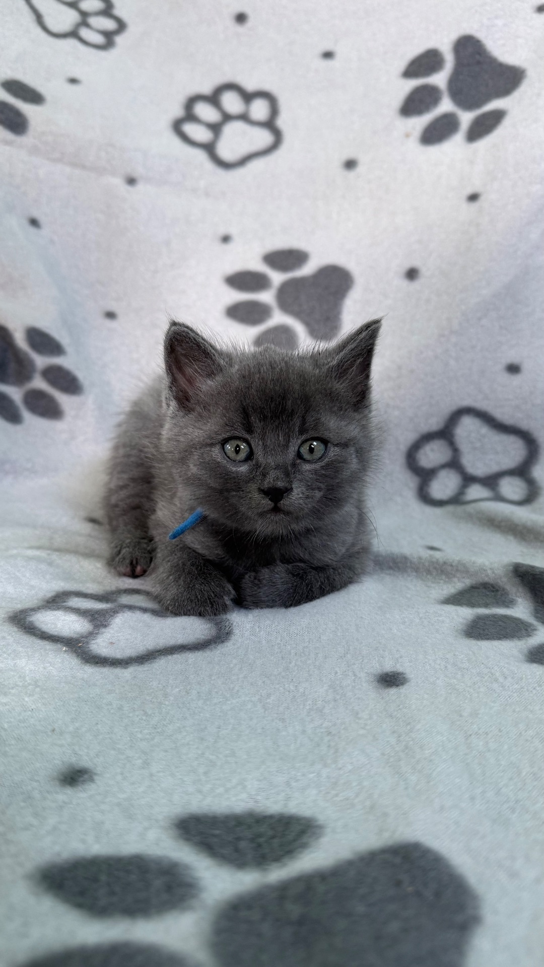 Кошенята метис від мами шартрез та батька домашнього короткошерстого