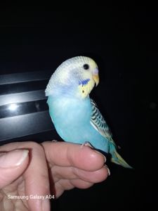 Хвилястий папуга