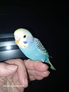 Хвилястий папуга