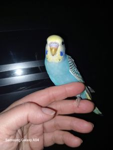 Хвилястий папуга