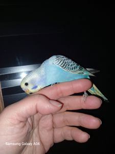 Хвилястий папуга