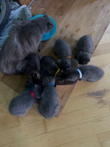 Кошенята метис від мами шартрез та батька домашнього короткошерстого