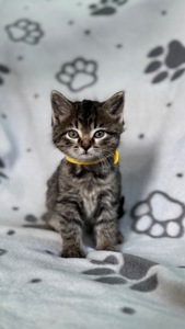 Кошенята метис від мами шартрез та батька домашнього короткошерстого