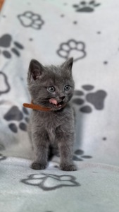 Кошенята метис від мами шартрез та батька домашнього короткошерстого