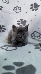 Кошенята метис від мами шартрез та батька домашнього короткошерстого